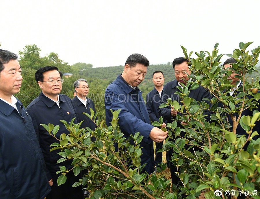 光山油茶籽榨油設(shè)備，山茶籽油榨油機廠家(圖1)
